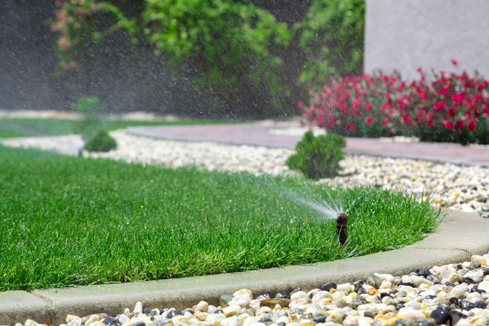 Sprinklers watering a lawn